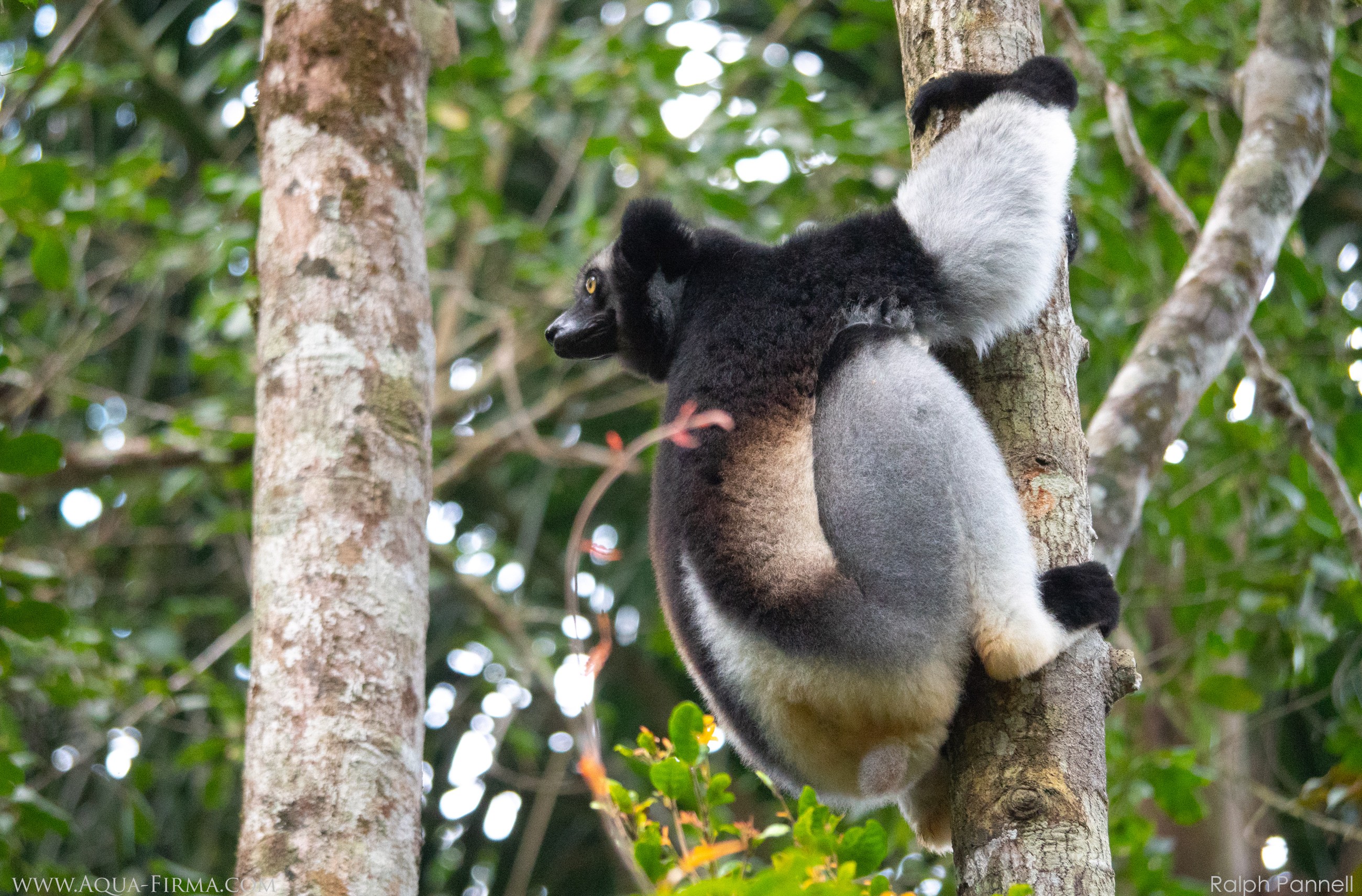 Andasibe Lemur Trek — Meet the Indri — Andasibe, Madagascar