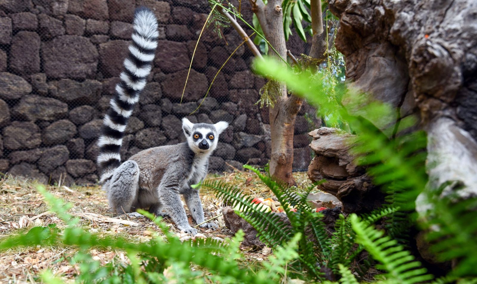 Madagascar Lemur & Baobab Explorer — 10-Day Wildlife Epic — Antananarivo to Nosy Be, Madagascar
