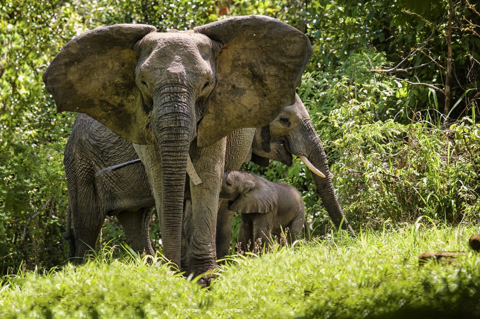 Nkhotakota Wildlife Reserve — Elephant Corridor Safari — Nkhotakota, Malawi