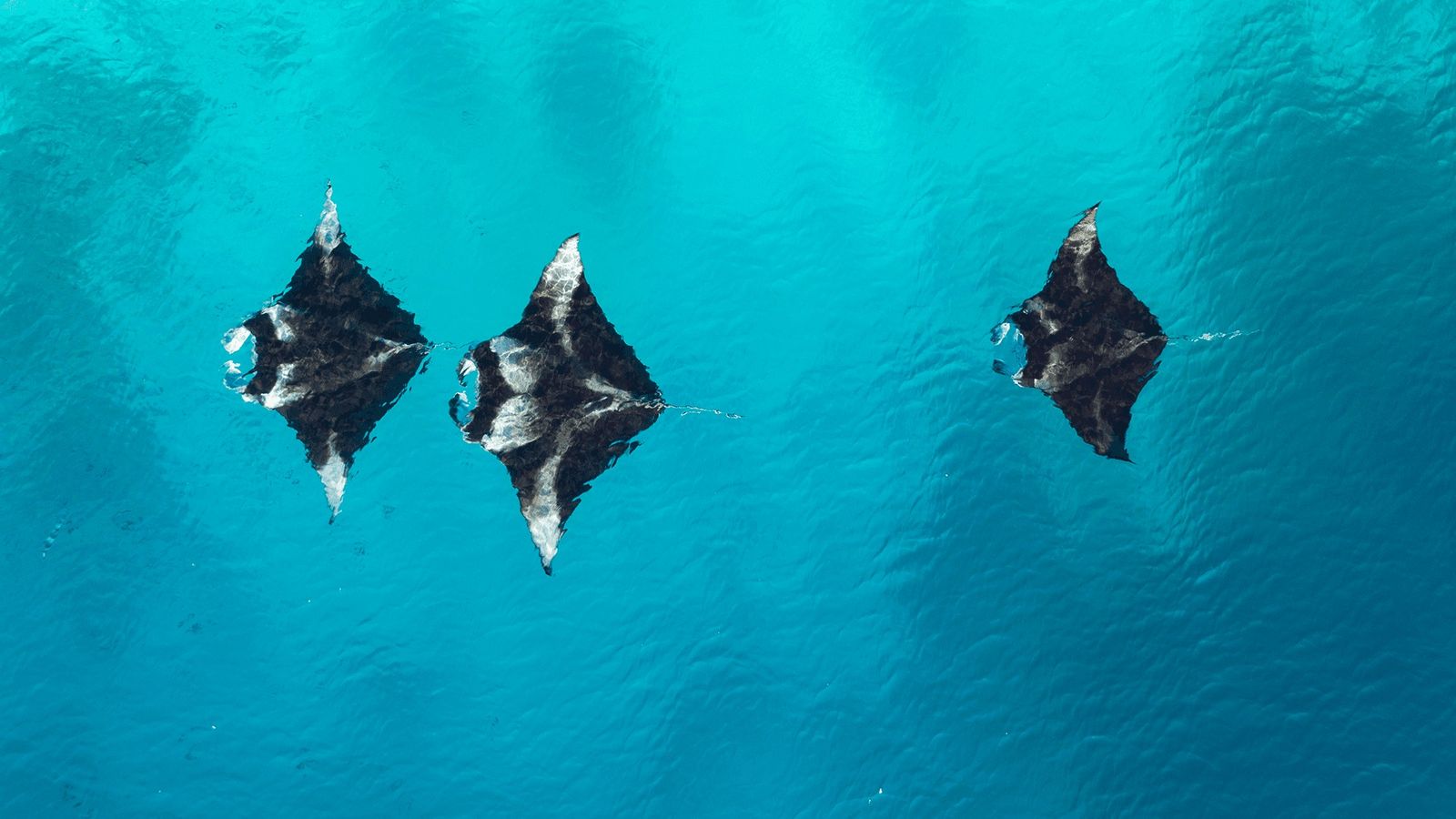Maldives Manta Ray Diving Adventure — Hanifaru Bay — Baa Atoll, Maldives