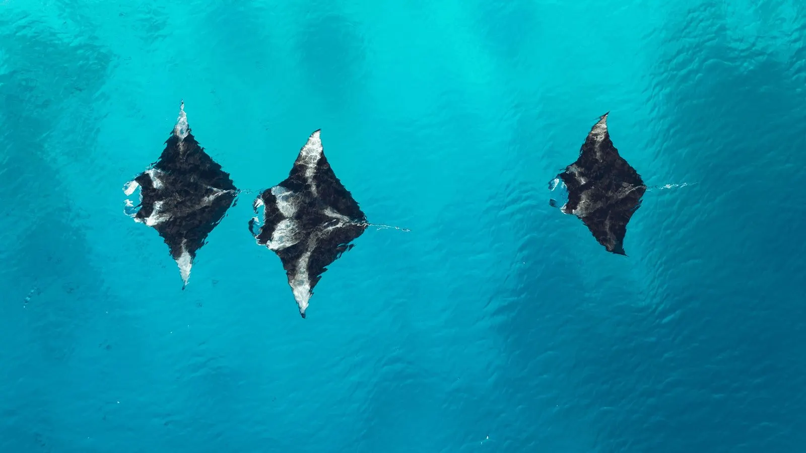 Maldives Manta Ray Diving Adventure — Hanifaru Bay — Baa Atoll, Maldives