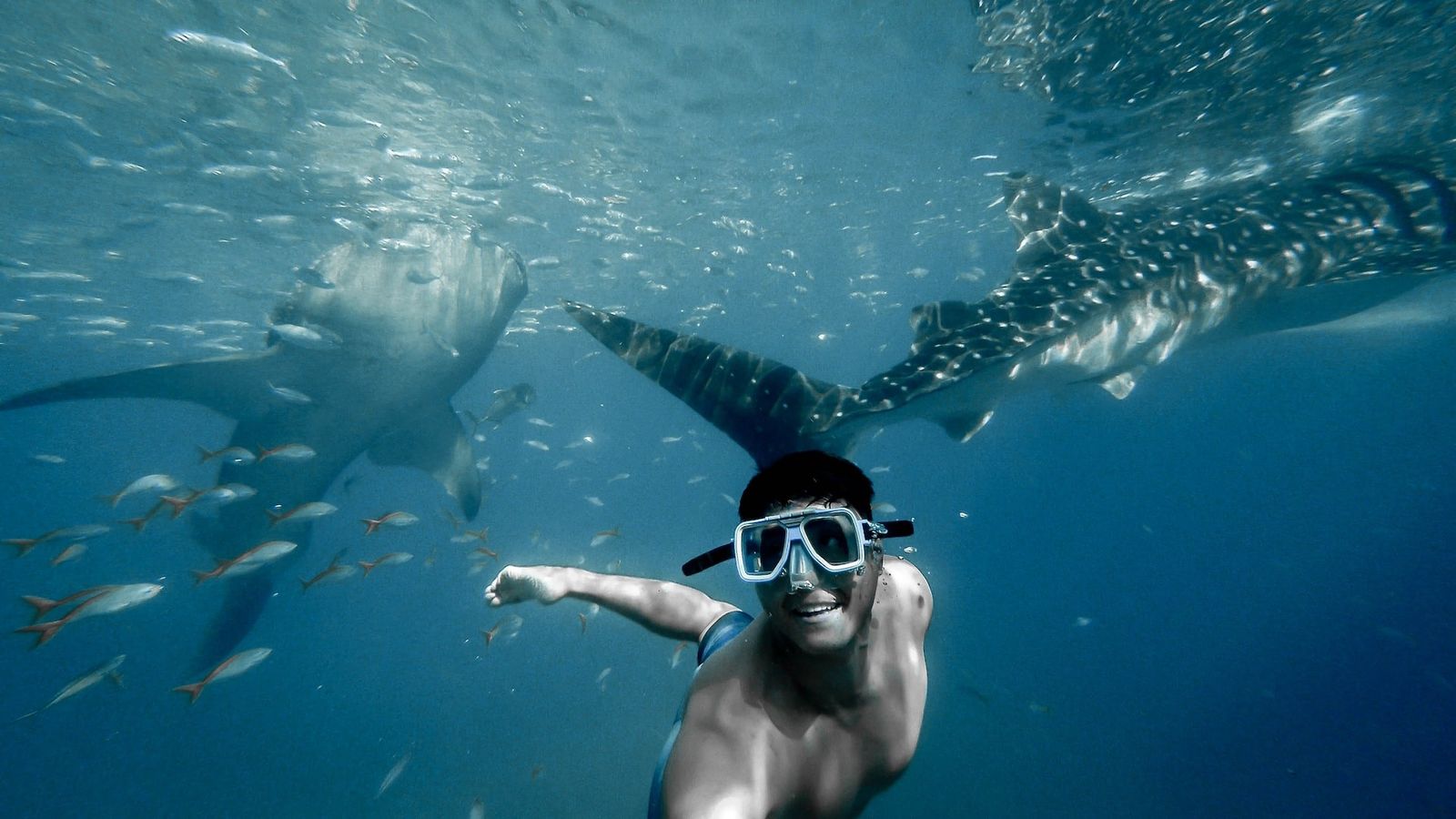 Mozambique Whale Shark Diving — Tofo Beach Adventure — Tofo Beach, Mozambique