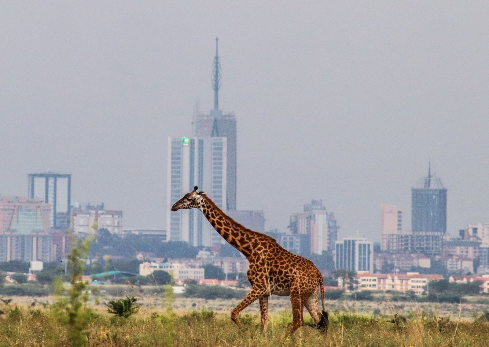 Nairobi City & Wildlife Experience