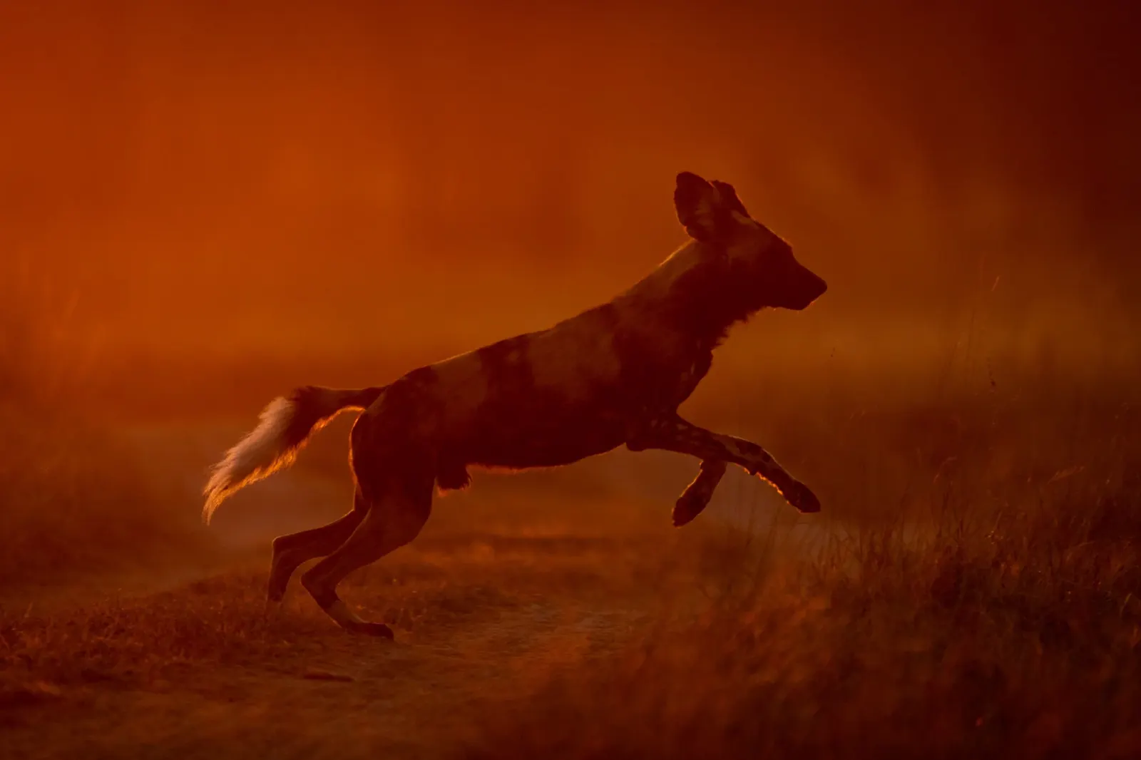 African Wild Dog — African wildlife safari guide