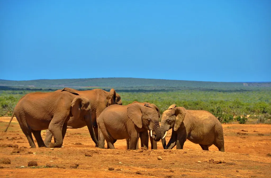 Addo Elephant National Park Full-Day Safari