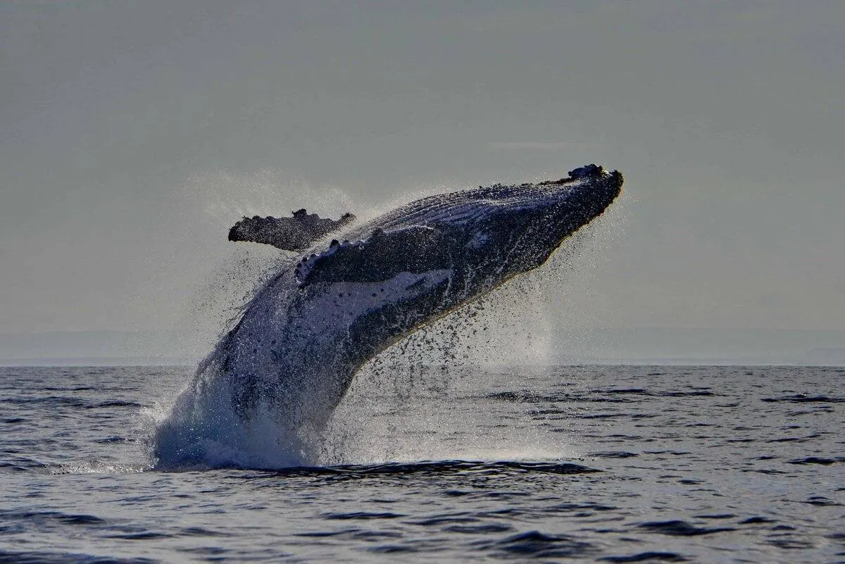Algoa Bay Penguin Island & Whale Cruise — Port Elizabeth