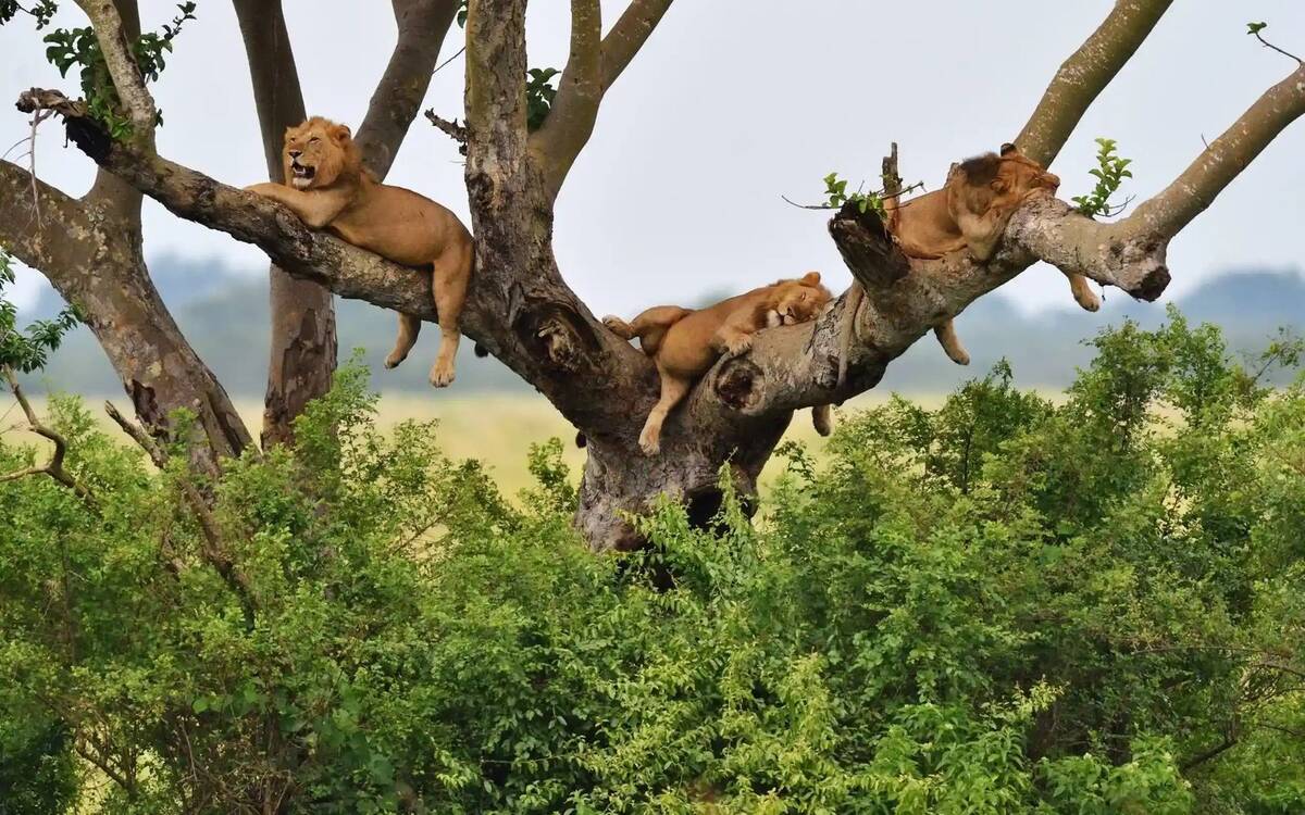 Queen Elizabeth Tree-Climbing Lions Safari