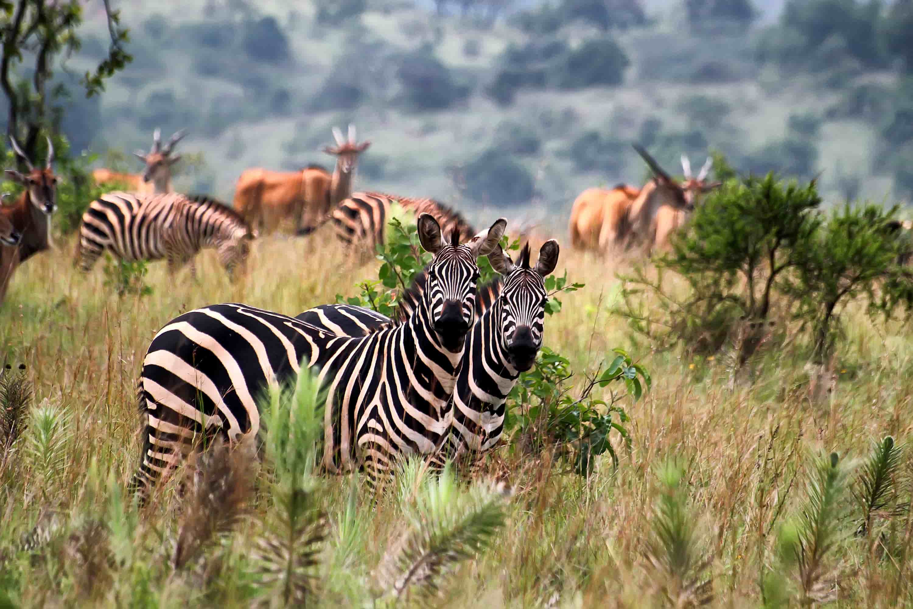 Akagera National Park — Rwanda's Big Five Safari — Akagera National Park, Rwanda