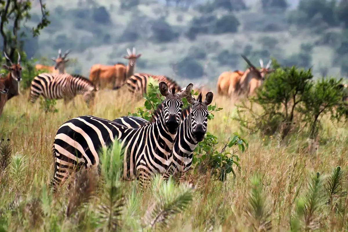 Akagera National Park — Rwanda's Big Five Safari — Akagera National Park, Rwanda