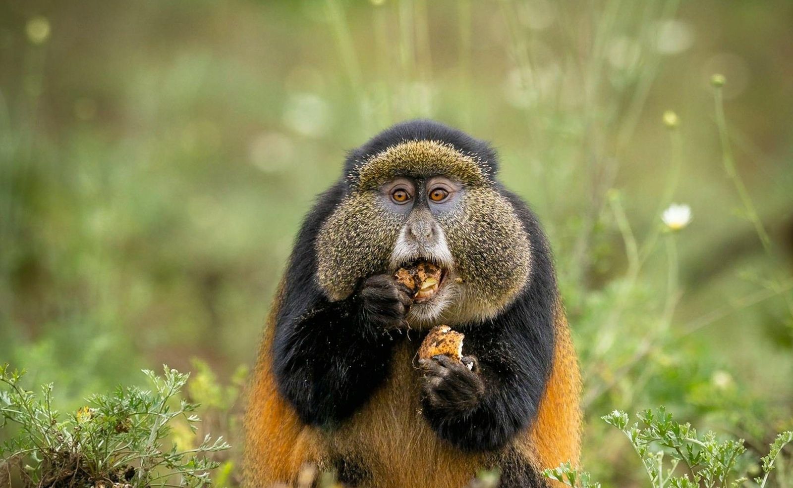 Rwanda Golden Monkey Tracking — Volcanoes NP — Volcanoes National Park, Rwanda