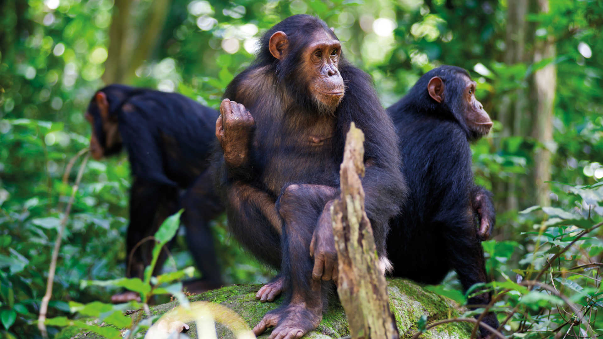 Nyungwe Forest Chimpanzee Trekking & Canopy Walk — Nyungwe Forest, Rwanda