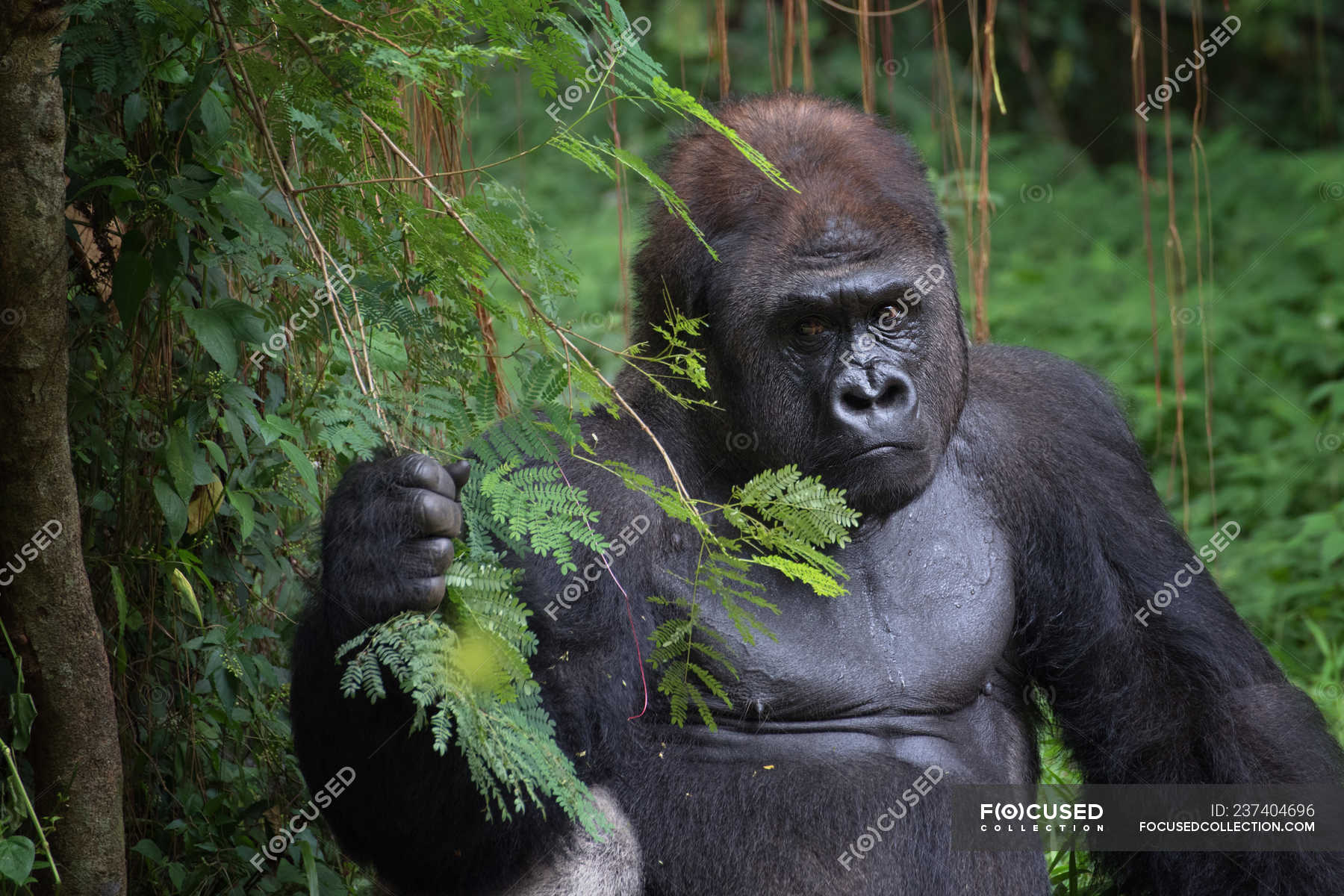 Rwanda Ultimate Primate Safari — 7-Day Gorillas, Chimps & Big Five — Rwanda (Full Circuit)