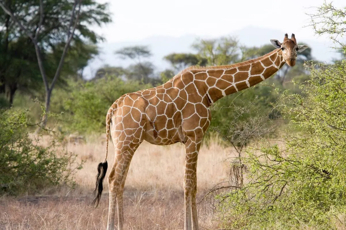 Samburu Northern Frontier Safari — Samburu National Reserve safari package