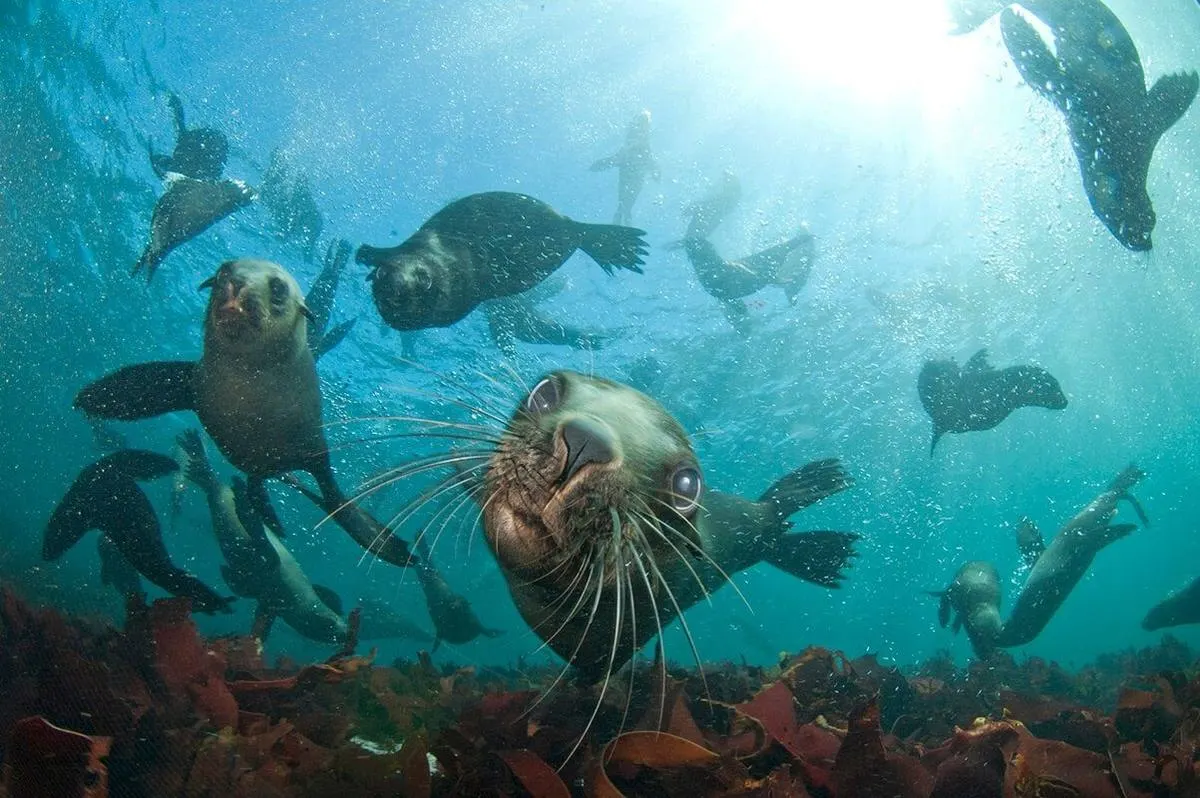 Seal snorkeling in Hout Bay, Cape Town