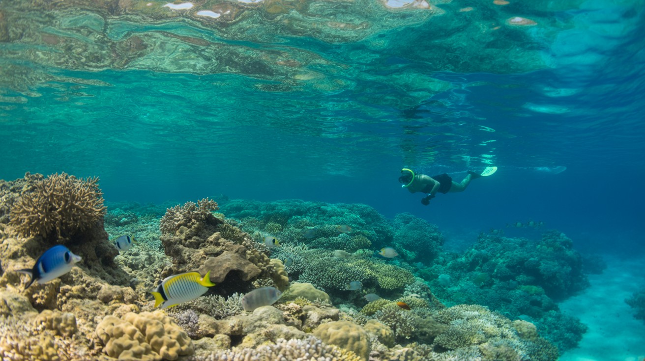 Seychelles Diving Expedition — Coral Gardens & Granite Reefs — Mahé & Praslin, Seychelles