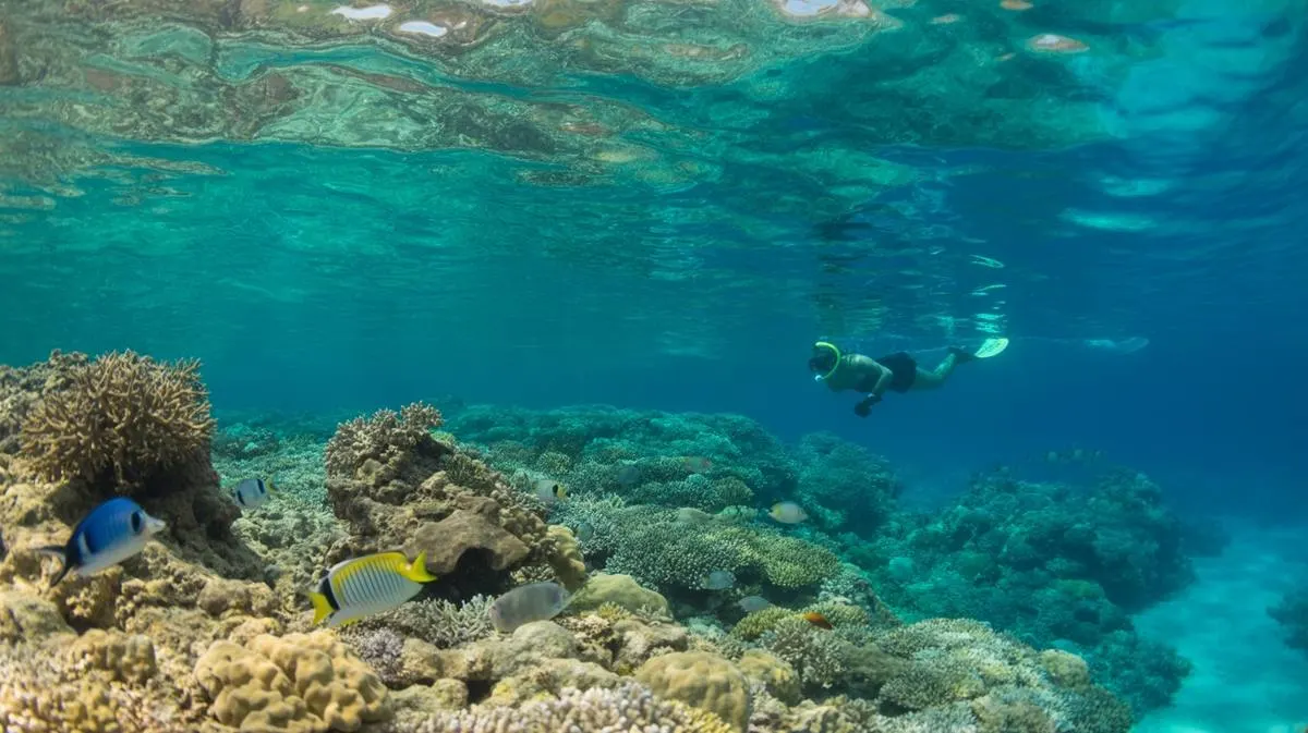 Seychelles Diving Expedition — Coral Gardens & Granite Reefs — Mahé & Praslin, Seychelles