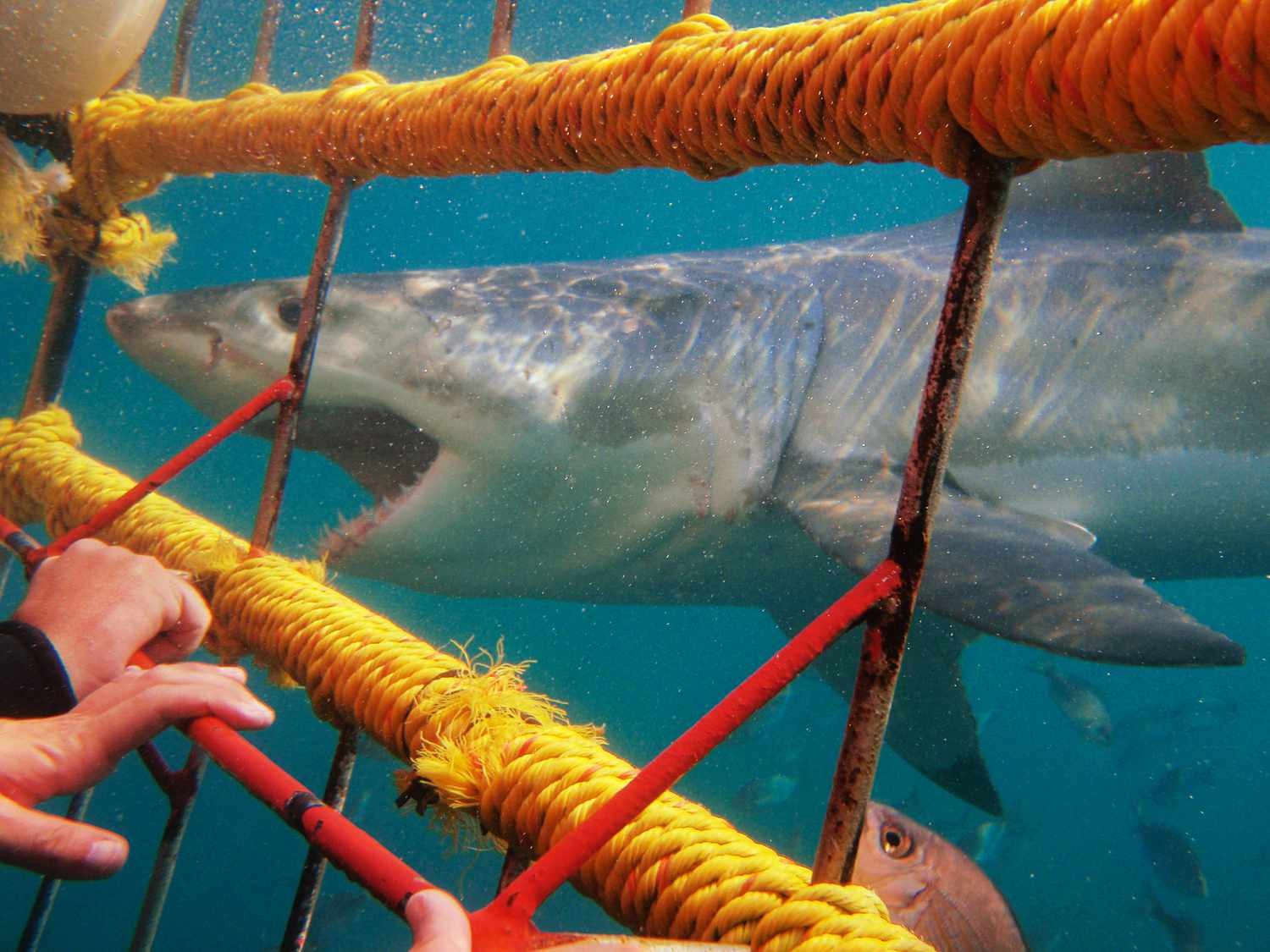 Great White Shark Cage Diving — Gansbaai — Gansbaai, South Africa