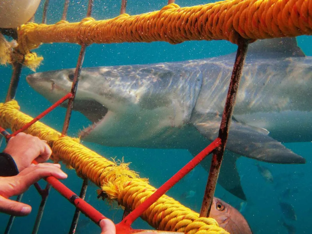 Great White Shark — Apex Predator of the Deep