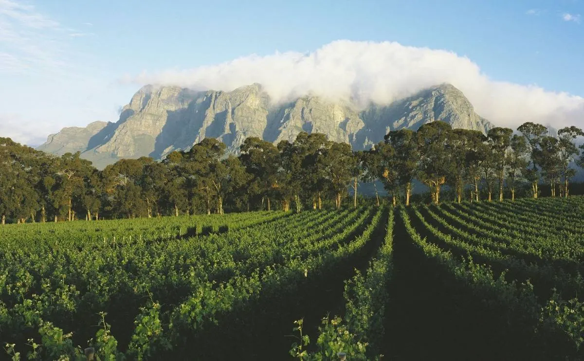 Cape Winelands Gourmet Experience — Stellenbosch & Franschhoek — Cape Winelands, South Africa
