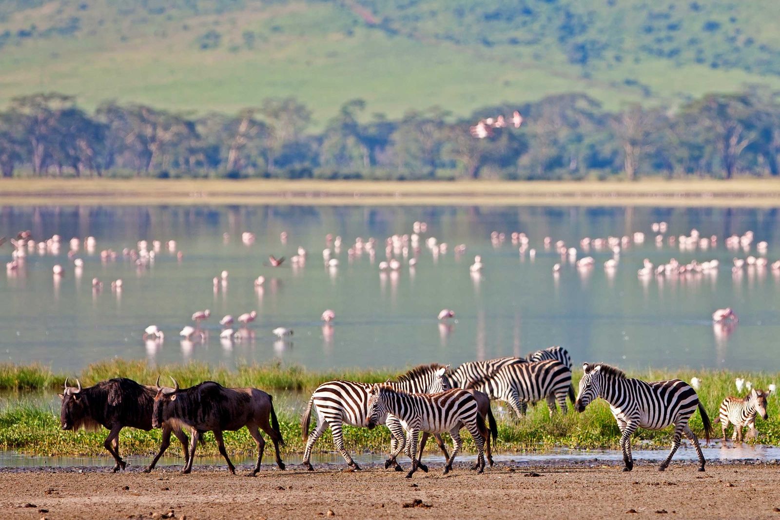 Ngorongoro Crater — Full Day Crater Floor Safari — Ngorongoro Crater, Tanzania