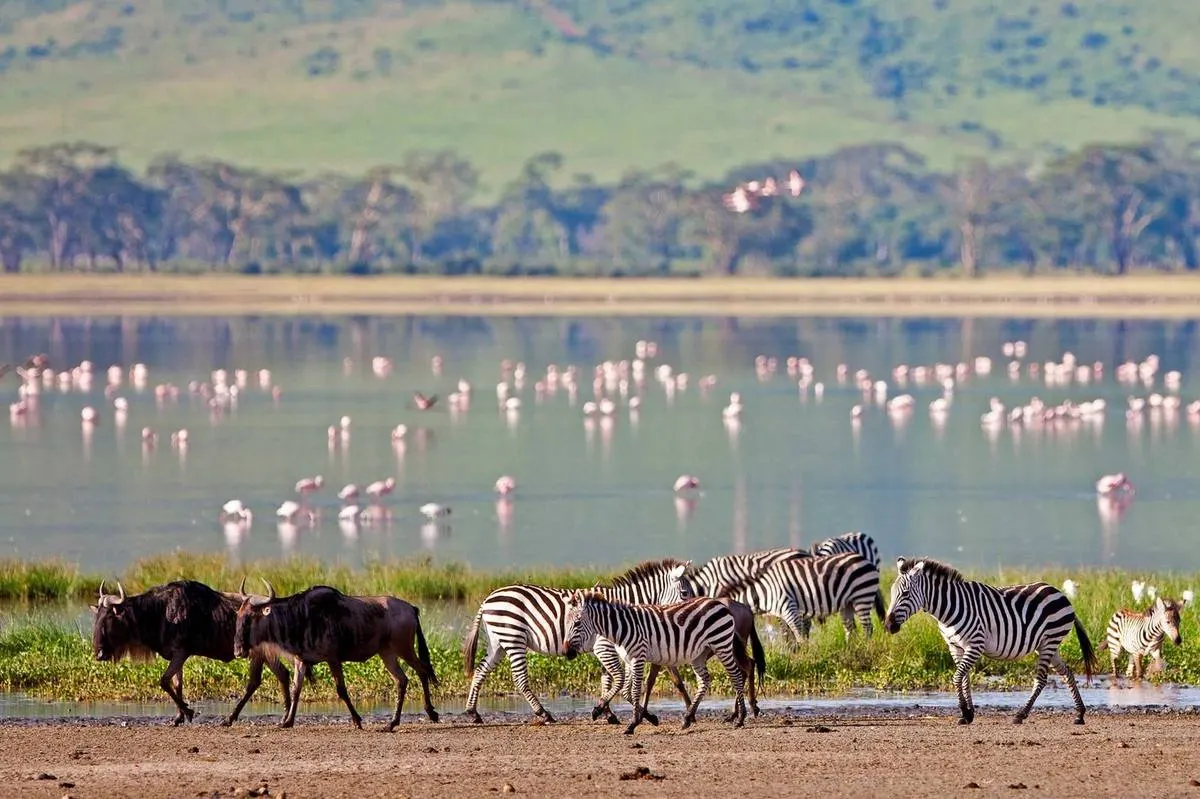 Ngorongoro Crater — Full Day Crater Floor Safari