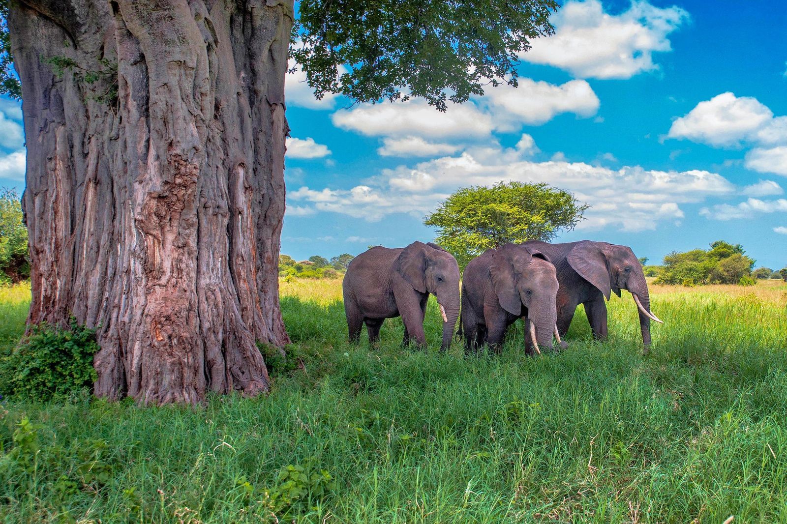 Tarangire & Lake Manyara Safari — Elephants & Tree-Climbing Lions — Tarangire & Manyara, Tanzania