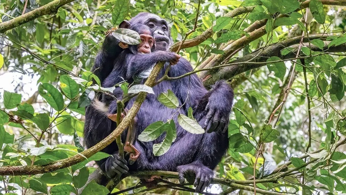 Kibale Forest Chimpanzee Tracking — Primate Capital — Kibale Forest, Uganda