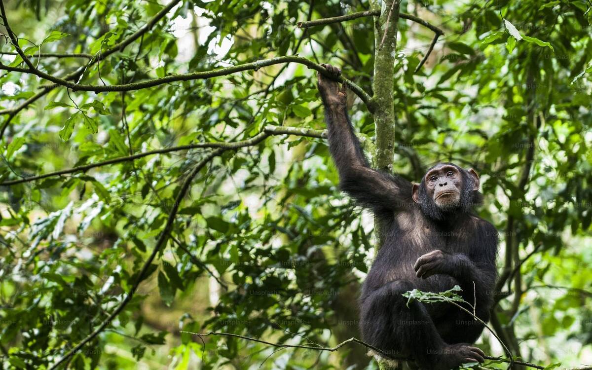 Ultimate Primate Experience