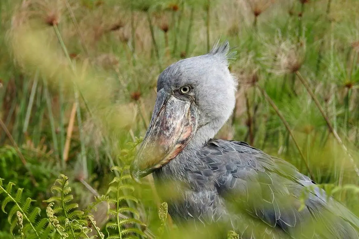 Murchison Falls & Shoebill Stork Safari — Murchison Falls NP, Uganda