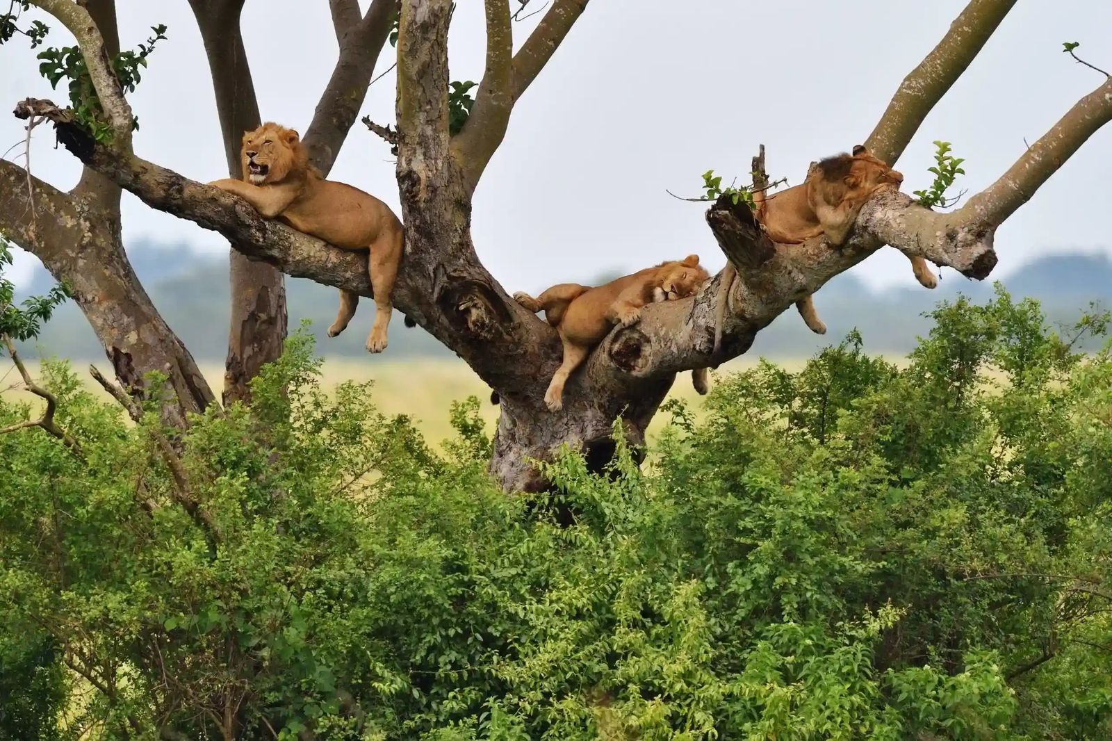 Queen Elizabeth NP — Tree-Climbing Lions Safari — Queen Elizabeth NP, Uganda
