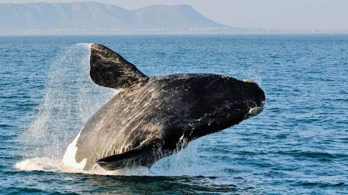Southern Right Whale — Gentle Giants of the Cape Coast