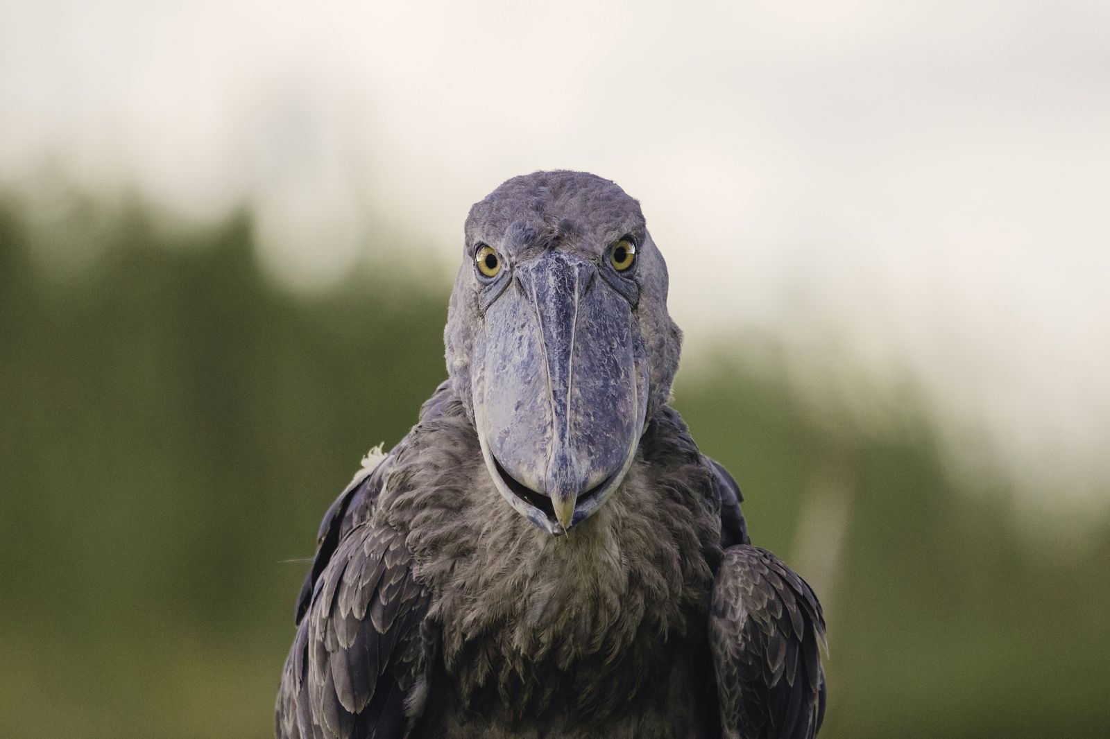 Bangweulu Wetlands — Shoebill Stork Expedition — Bangweulu Wetlands, Zambia