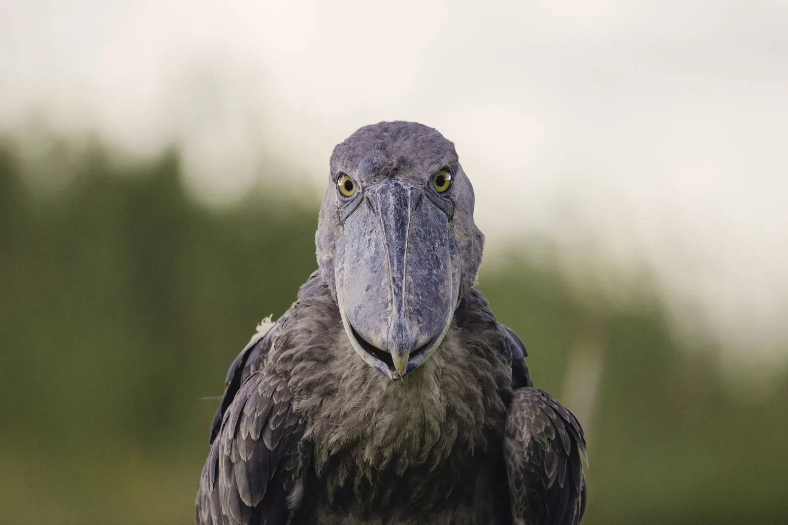 Bangweulu Wetlands — Shoebill Stork Expedition — Bangweulu Wetlands, Zambia