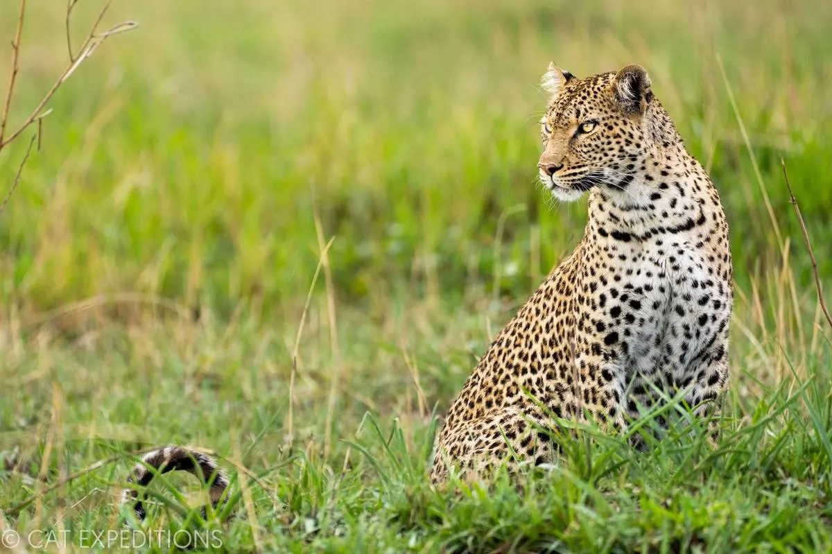Kafue National Park — Zambia's Wilderness Secret — Kafue National Park, Zambia