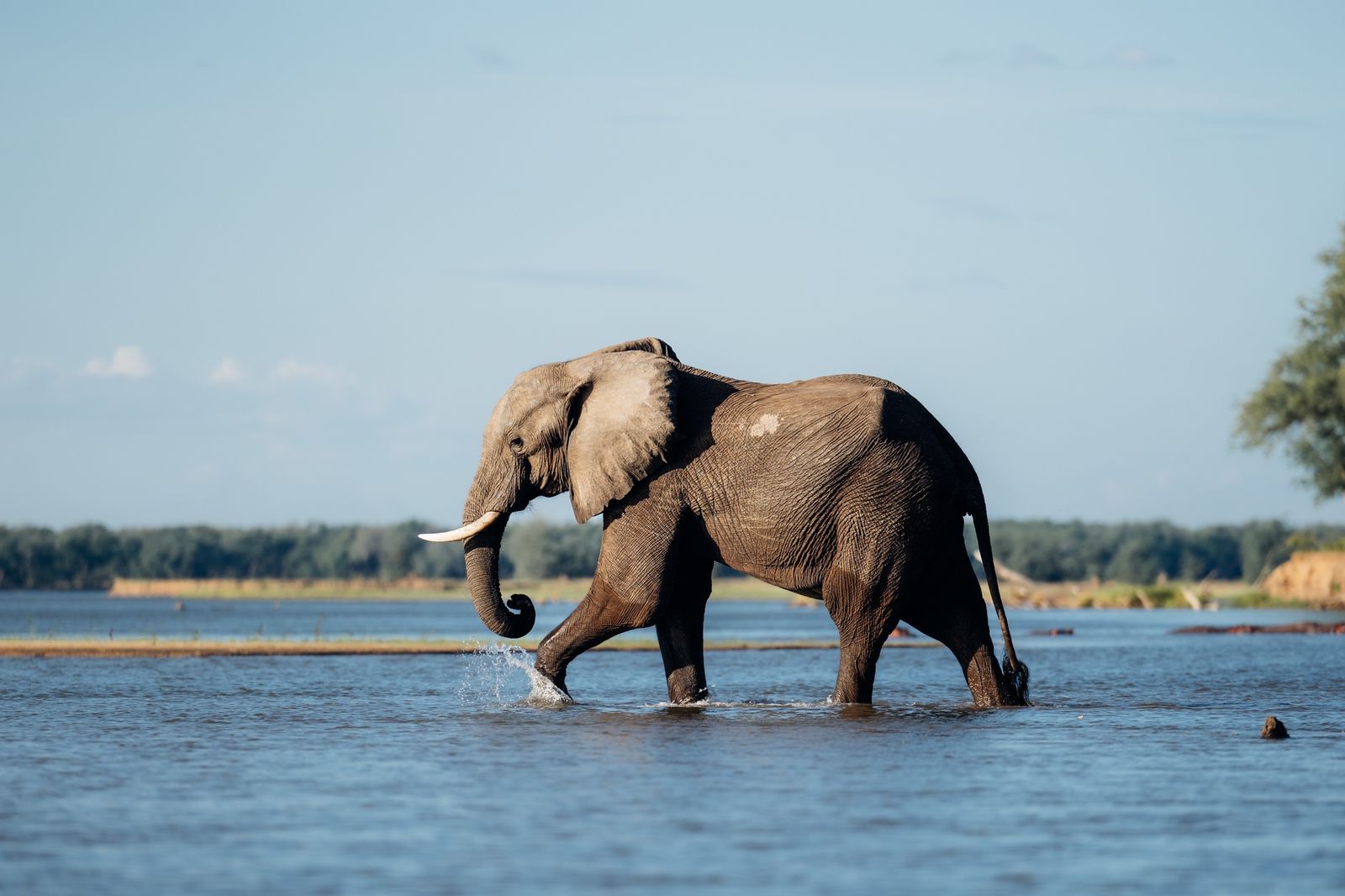Mana Pools Walking Safari — Mana Pools, Zimbabwe