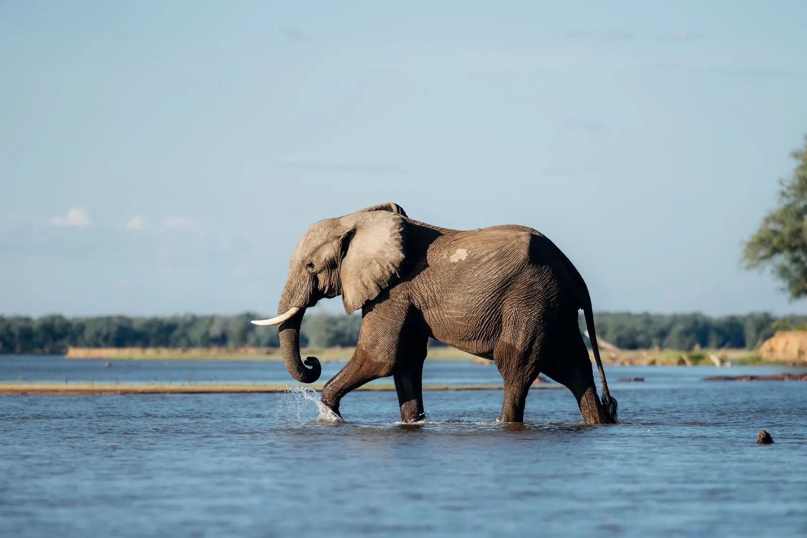 Mana Pools Walking Safari — Mana Pools, Zimbabwe