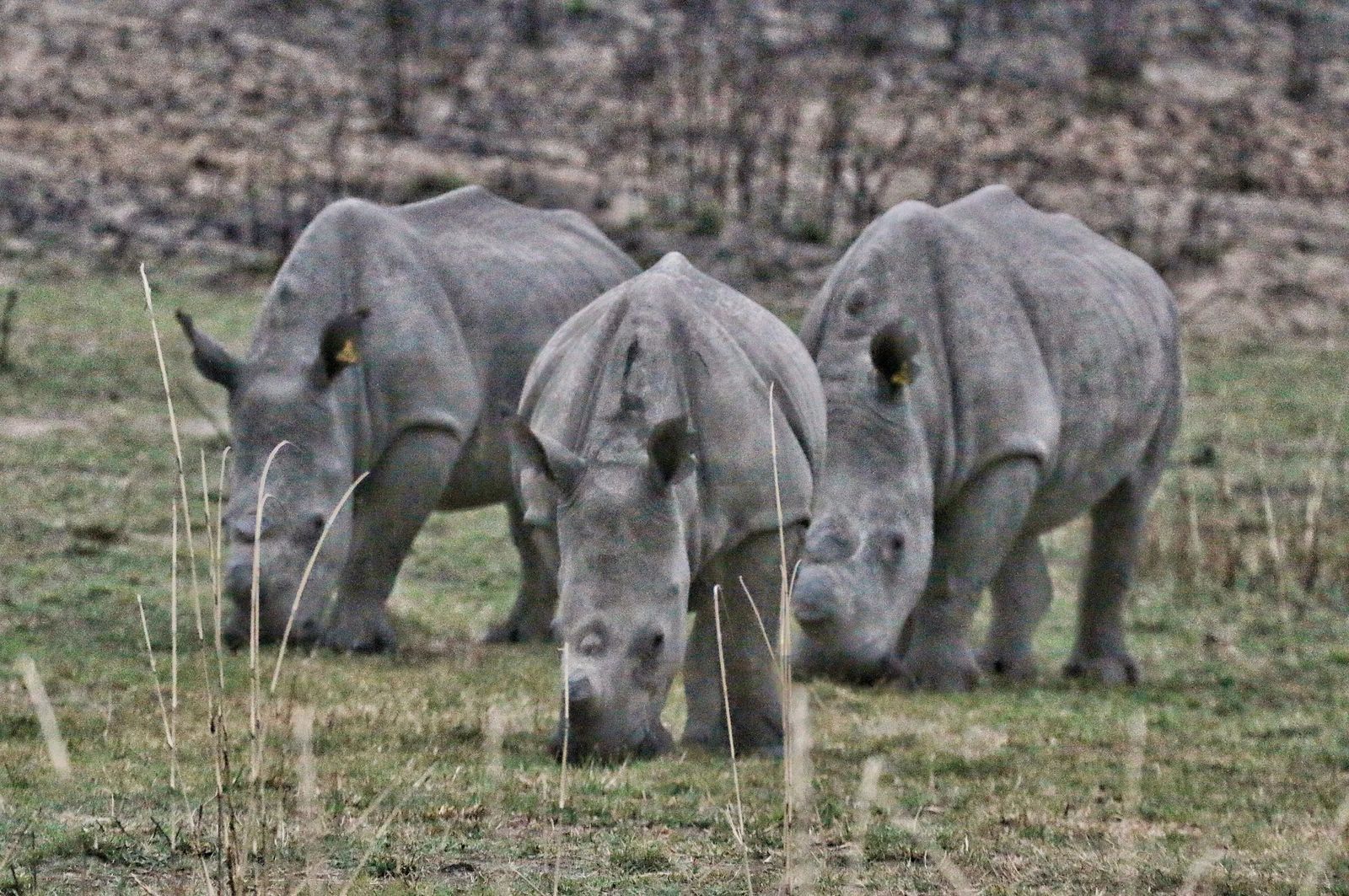 Matobo Hills Rhino Tracking Safari — Matobo Hills, Zimbabwe