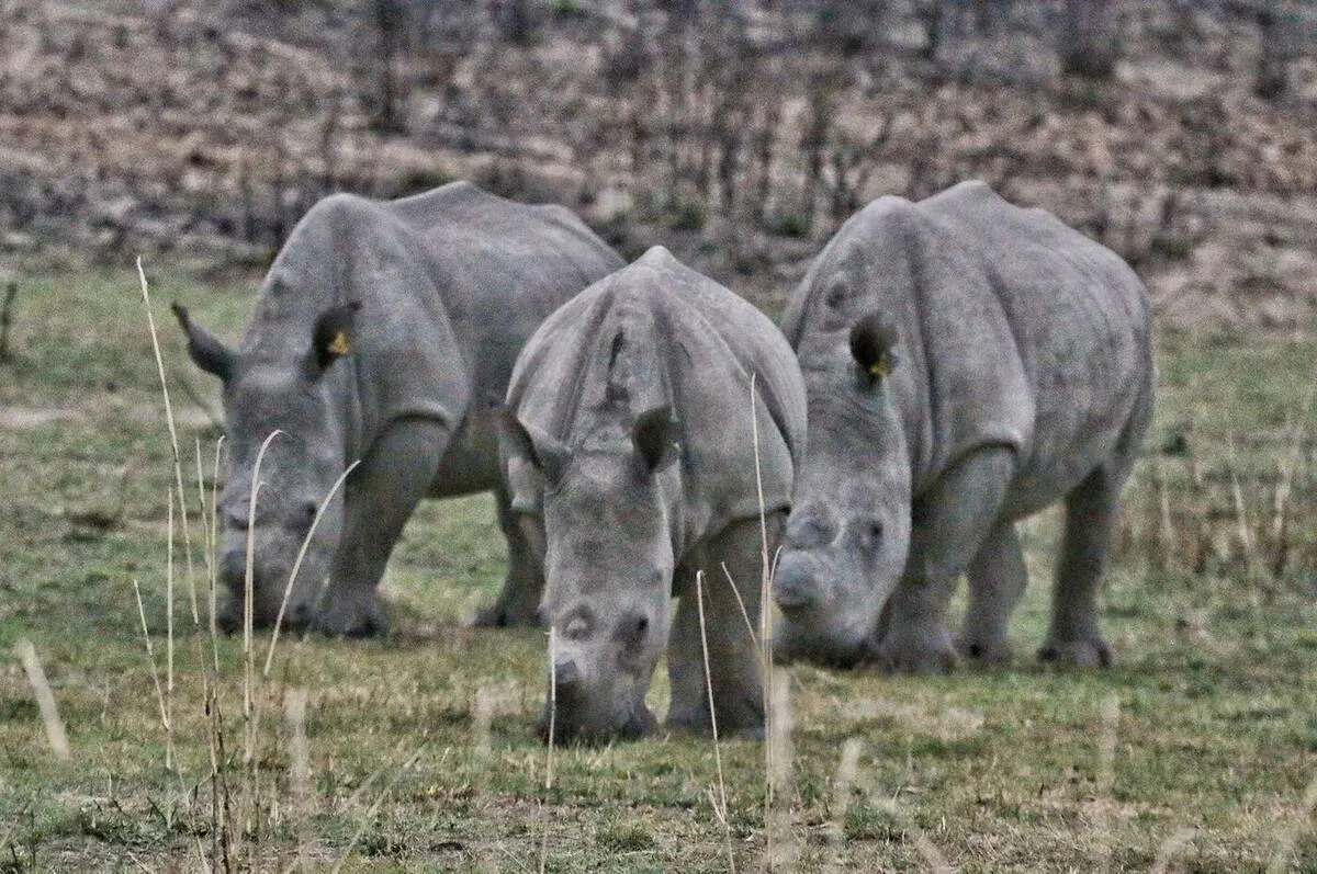 Matobo Hills Rhino Tracking Safari — Matobo Hills, Zimbabwe