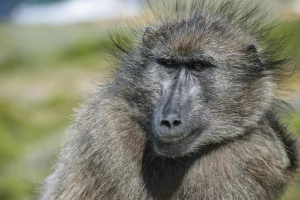 Monkey