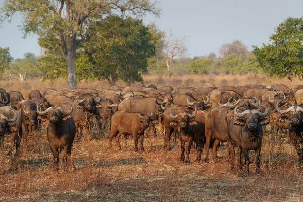 Buffalo