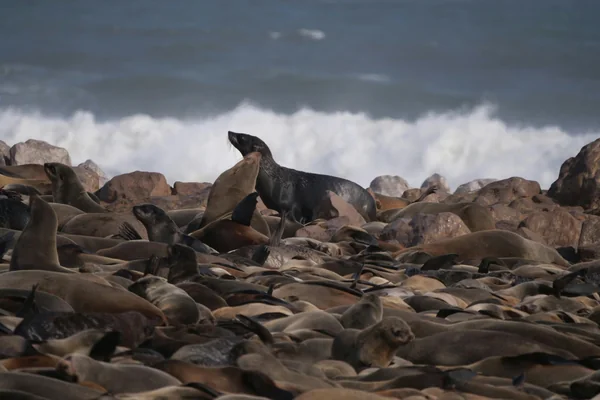 Seal