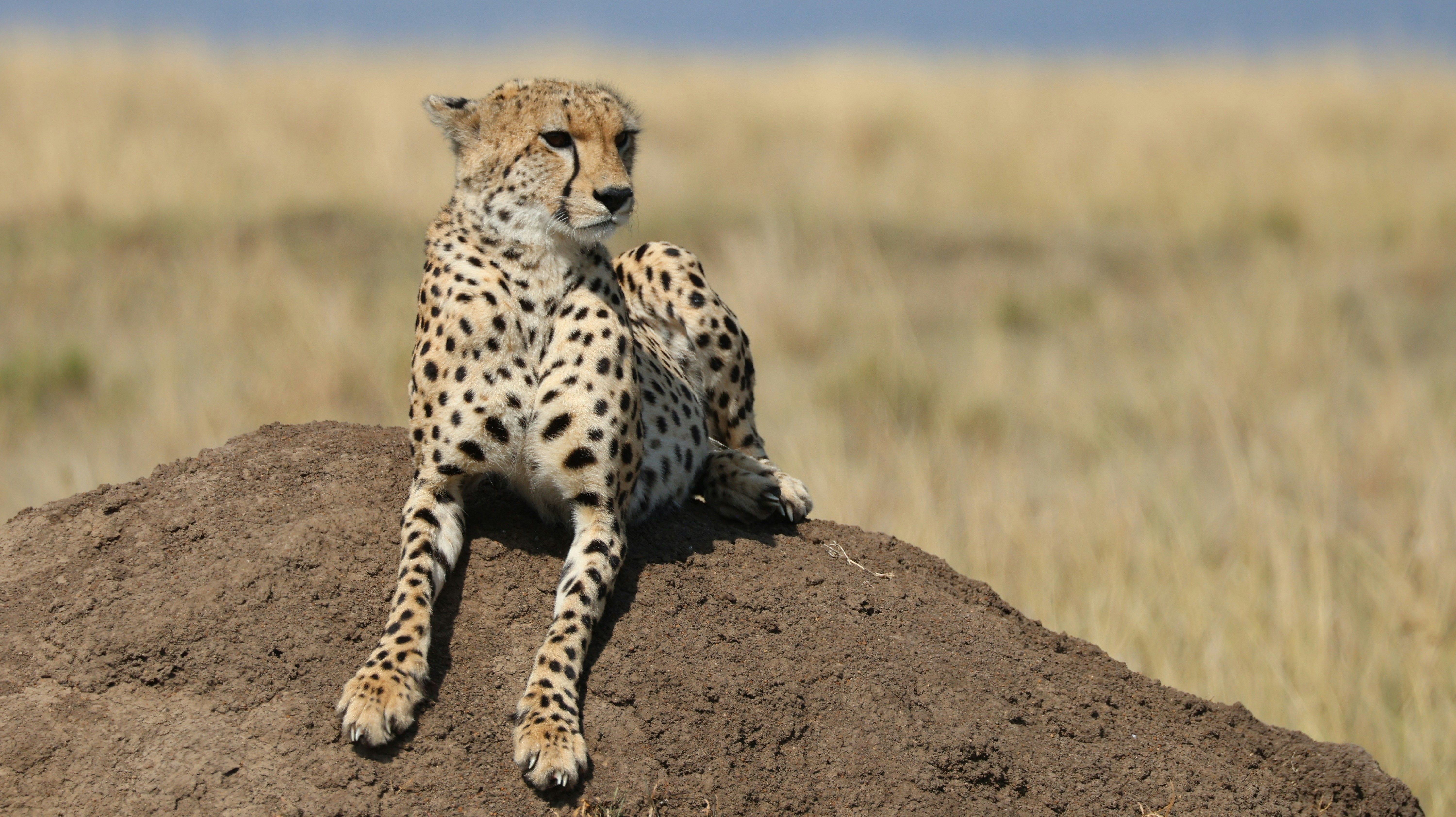 Cheetah β African wildlife safari guide