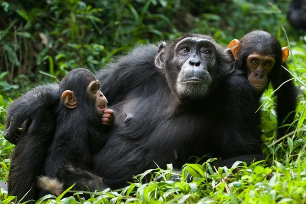 Chimpanzee