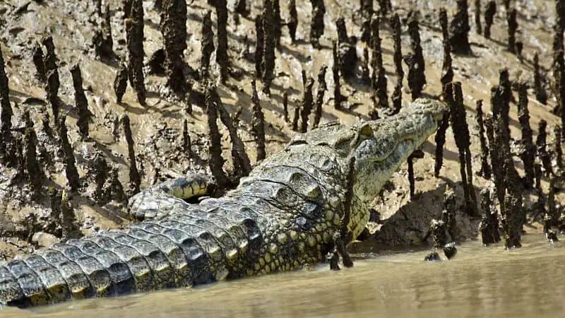 Nile Crocodile in its natural African habitat — wildlife safari photography