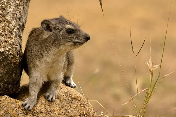 Dassie