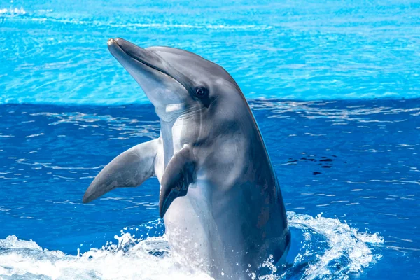 Dolphins