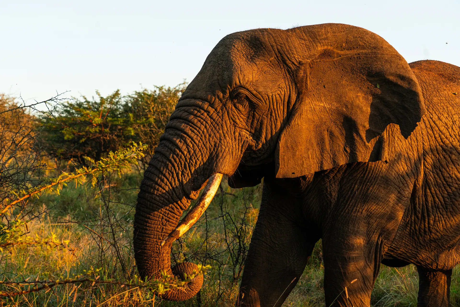 African Elephant — African wildlife safari guide