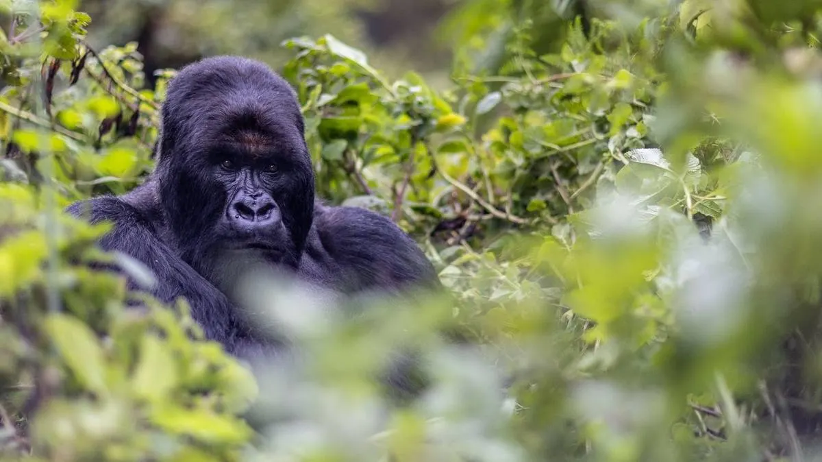 Mountain Gorilla