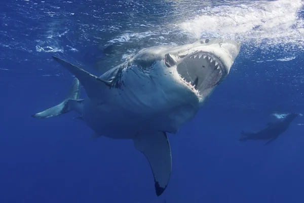 Great White Shark