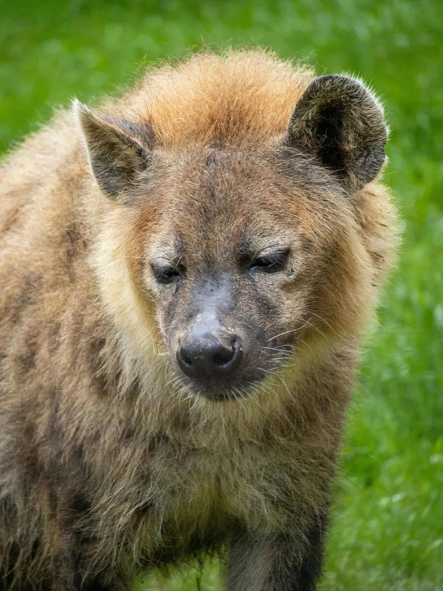 Spotted Hyena — Africa's Most Misunderstood Apex Predator